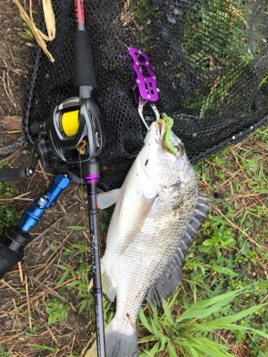 これが噂の春爆（チニング編）