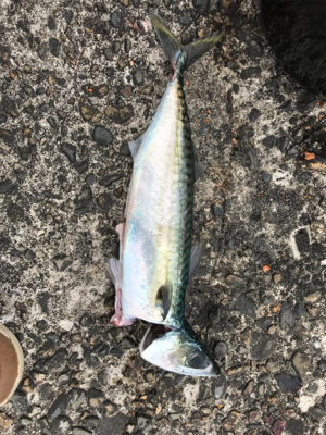 ハッピーフィッシング