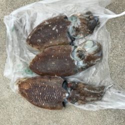 コウちゃん3連発