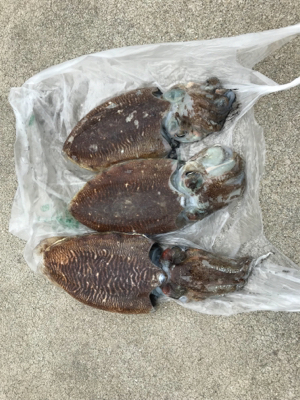 コウちゃん3連発