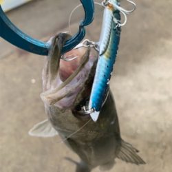 潮動かずでチーバスのみ。