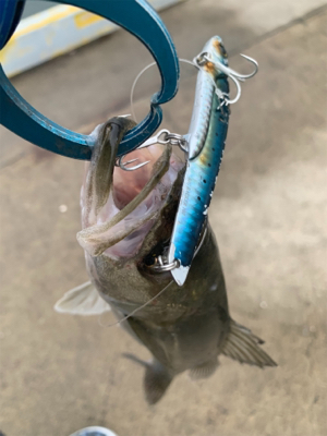 潮動かずでチーバスのみ。