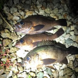 短時間でメバル