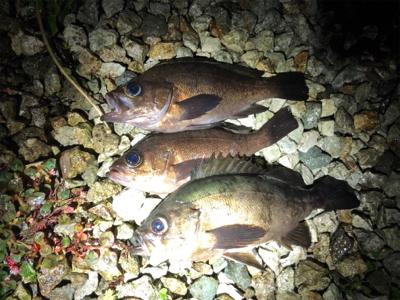 短時間でメバル