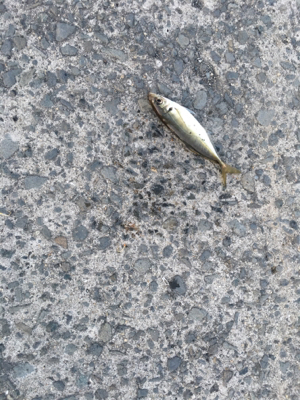 シーバスあかん