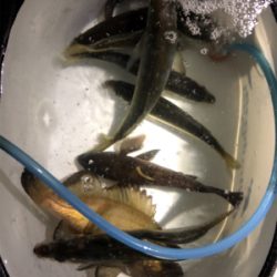 尺アジポロリ小メバル無限バイト!