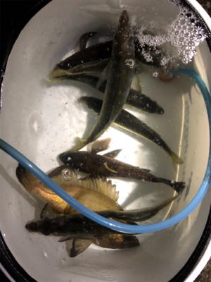 尺アジポロリ小メバル無限バイト!