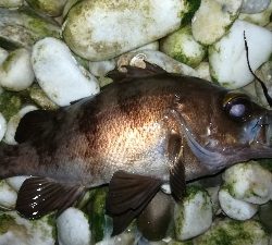 ナイトメバリング