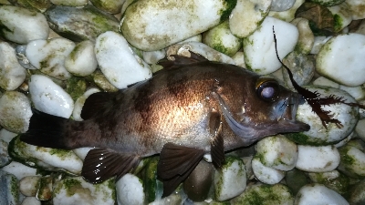 ナイトメバリング