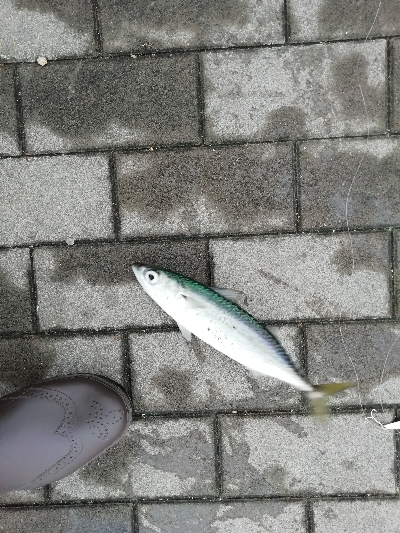 ひたすらサバを釣る。