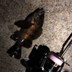 メバメバメバ リリースサイズいっぱい