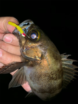 今シーズン一番