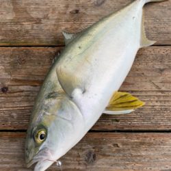 海上釣堀ポート田尻さんにて