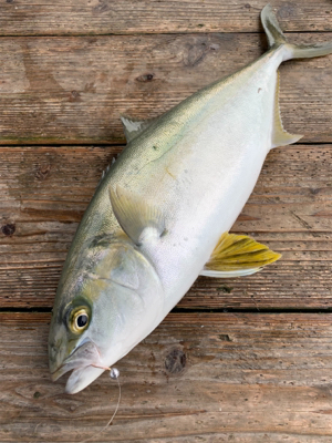 海上釣堀ポート田尻さんにて