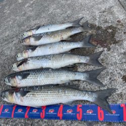 神戸和田防 フカセ釣り