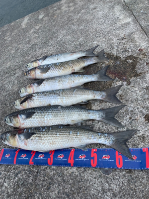 神戸和田防 フカセ釣り