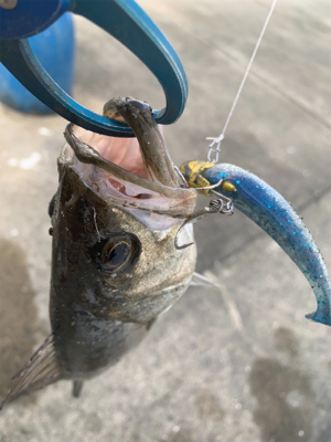 当たりカラーは？