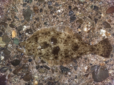 【須磨海岸】メバリング狙いでヒラメ！？メバ…