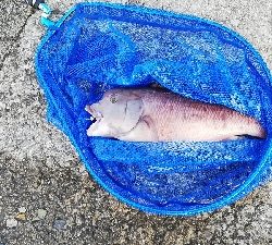 シャロータンコブゲーム