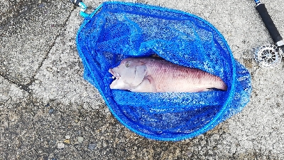 シャロータンコブゲーム