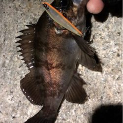 メバルプラグ縛り