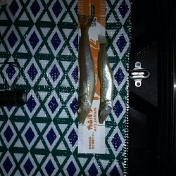 良型キスゲット！