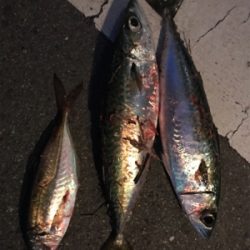 ジグサビキで………