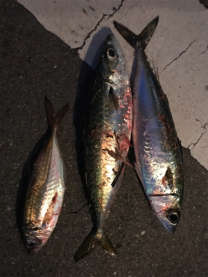 ジグサビキで………