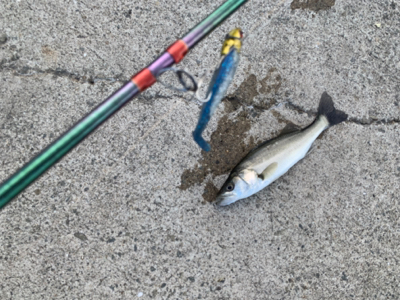 冷雨後爆風極寒シーバス。