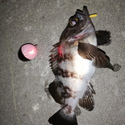 平成最後のメバリング