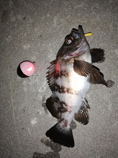 平成最後のメバリング