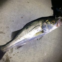 爆風の中でシーバス