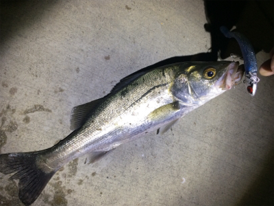 爆風の中でシーバス