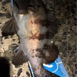 メバル＋ビッグ外道