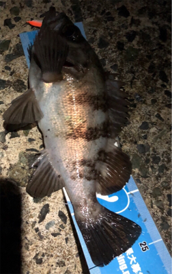 メバル＋ビッグ外道