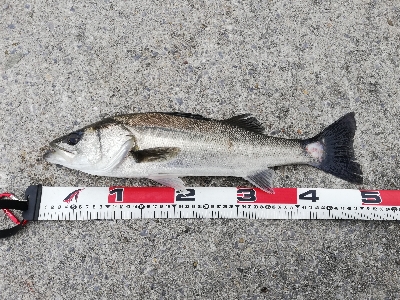 デイシーバスゲーム