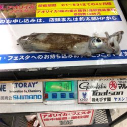 またまた小イカ