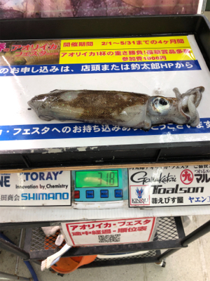 またまた小イカ