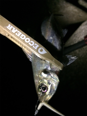 寒の戻り苦戦です(汗