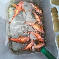 加太より船釣りでガシラ！いいサイズ！