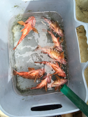 加太より船釣りでガシラ！いいサイズ！