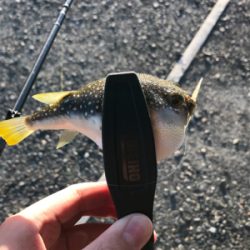 アジを求めて⑧