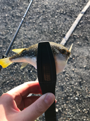 アジを求めて⑧