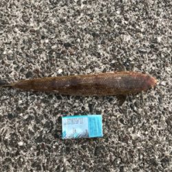 半年ぶりの青物