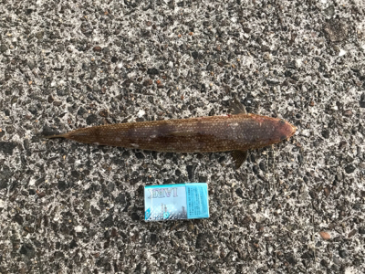 半年ぶりの青物