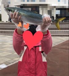 ハマチ居ました