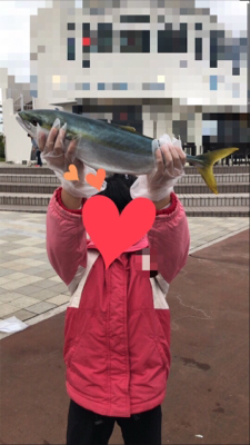 ハマチ居ました