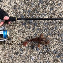 久々のガシリング