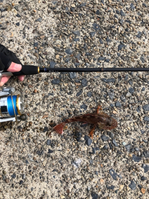 久々のガシリング