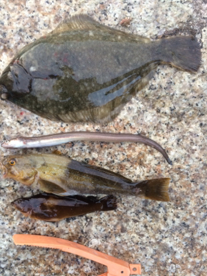 カレイとバラエティな魚たち